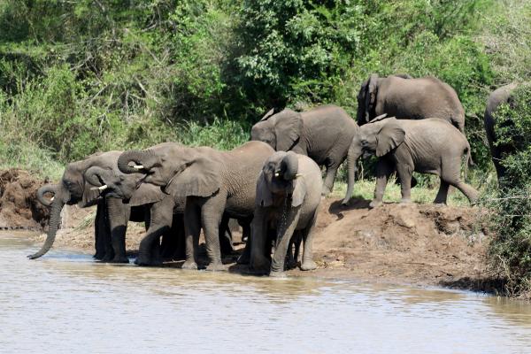 Hluhluwe-iMfolozi: elephants south africa sudafrica exploringafrica safariadv Hluhluwe-iMfolozi safari travel