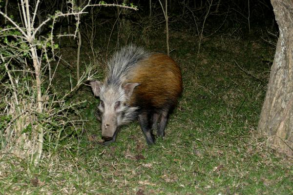 Hluhluwe-iMfolozi: bushpig south africa sudafrica exploringafrica safariadv Hluhluwe-iMfolozi safari travel