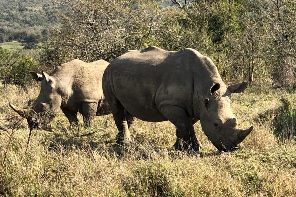 Hluhluwe-iMfolozi: Rhinos south africa sudafrica exploringafrica safariadv Hluhluwe-iMfolozi safari travel