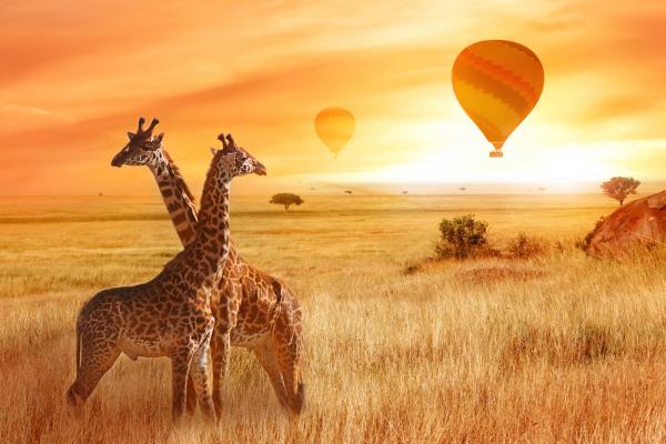 kenya giraffe mongolfiera tramonto safari kenya giraffe mongolfiera tramonto safari