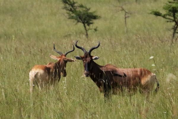 Senkele Swayne Hartebeest Sanctuary etiopia ethiopia exploringafrica safariadv travel omo valley Senkele Swayne Hartebeest Sanctuary