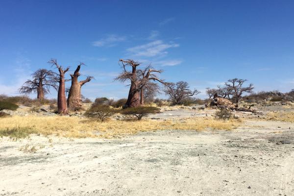 botswana safari kubu island africa safariadv exploringafrica romina facchi