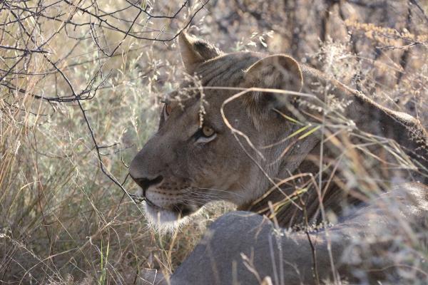 ckgr kalahari exploringafrica safariadv botswana romina facchi lion travel safari