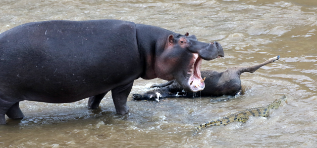 kenya hippo masai mara exploringafrica safariadv 
