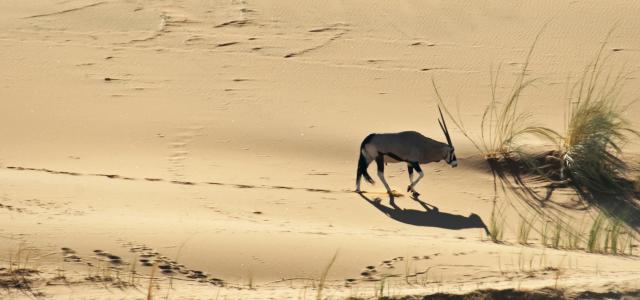 namib-naukluft national park namib desert namibia gemsbok