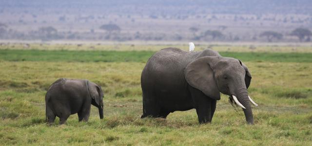 Amboseli National Park well knows as the "elephants park" here there are the most beautiful elephants in all Africa