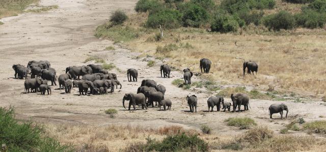 the Tarangire National Park is the park of elephants