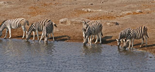 zebras drinking at the water hole in Etosha National Park namibia africa romina facchi