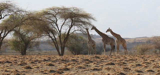 lake natron tanzania giraffes safariadv exploringafrica rominafacchi