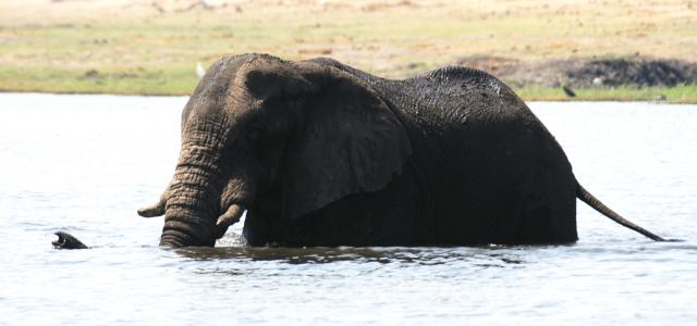 zimbabwe elephant safariadv exploringafrica romina facchi travel viaggi africa safari
