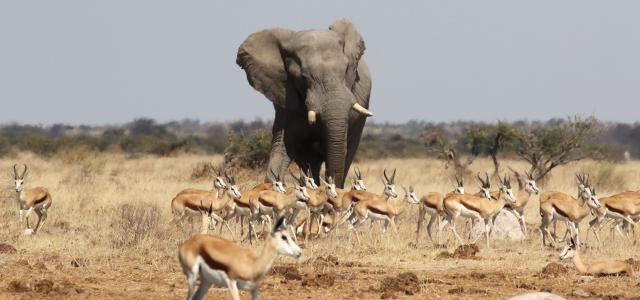 botswana safari nxai pan elephant africa safariadv exploringafrica romina facchi