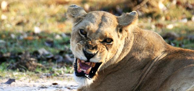 exploingafrica safariadv botswana moremi romina facchi safari travel