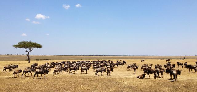 The Great Migration in Serengeti National Park in Tanzania: beautiful landscape with acacia and thousands of wildebeest aka gnus