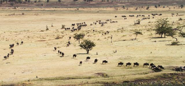 The Great Migration in Serengeti National Park: wildebeests and zebras go back to north to Maasai Mara River