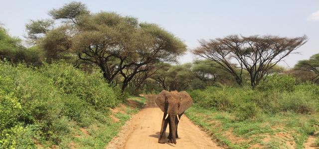 tanzania manyara exploringafrica safariadv romina facchi travel safari