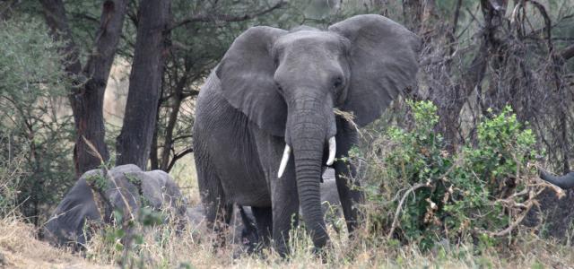 tanzania tarangire elephant exploringafrica safariadv romina facchi