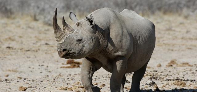 namibia rhino etosha exploring africa safariadv romina facci