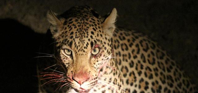 zambia luangwa leopard romina facchi exploringafrica safariadv