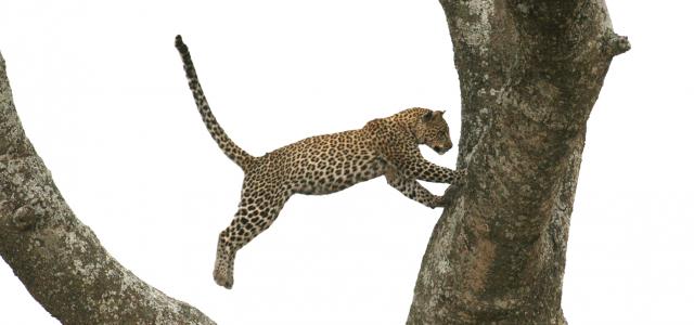 tanzania serengeti leopard exploringafrica safariadv romina facchi