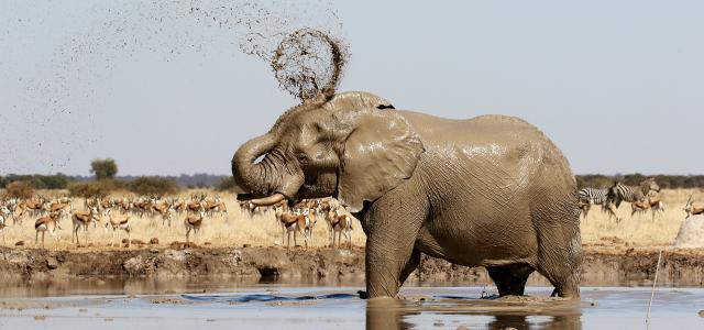 botswana nxai elephant romina facchi exploringafrica safariadv