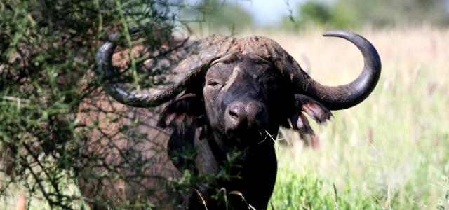 kenya tsavo buffalo exploringafrica safariadv 