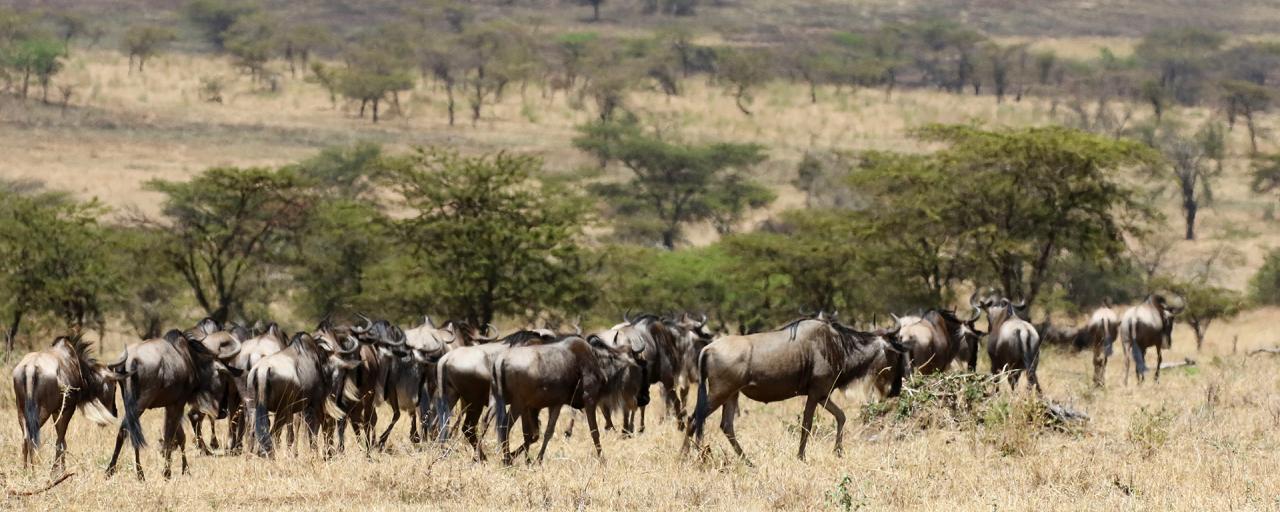 The Great Migration in Serengeti National Park