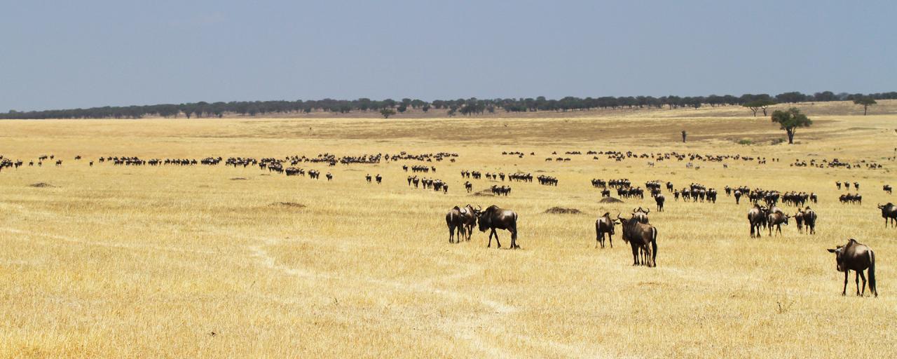 The Great Migration in north of Serengeti National Park