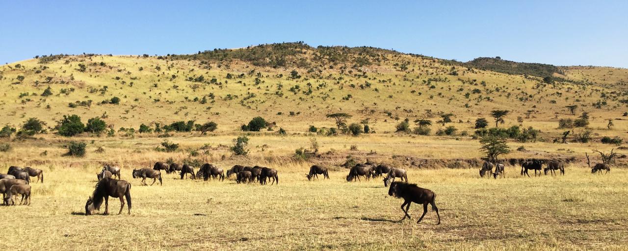 The Great Migration in Serengeti National Park