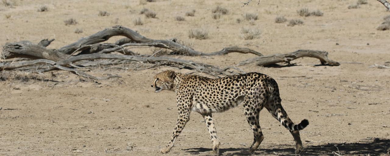 Did you know that a Cheetah has the sprint of a sports car