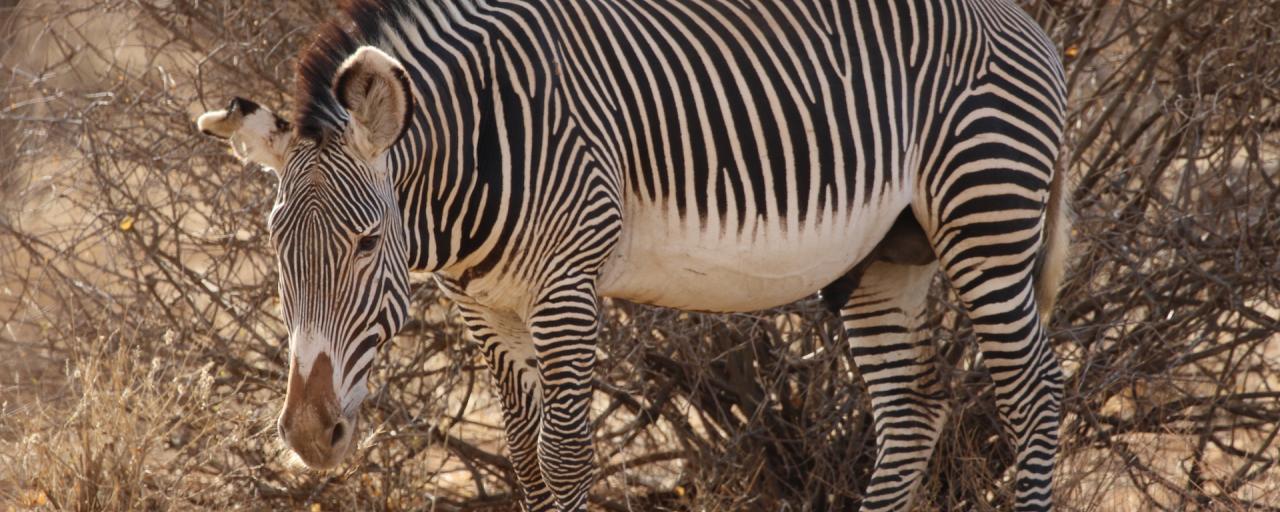 kenya zebra samburu grevy exploringafrica safariadv 