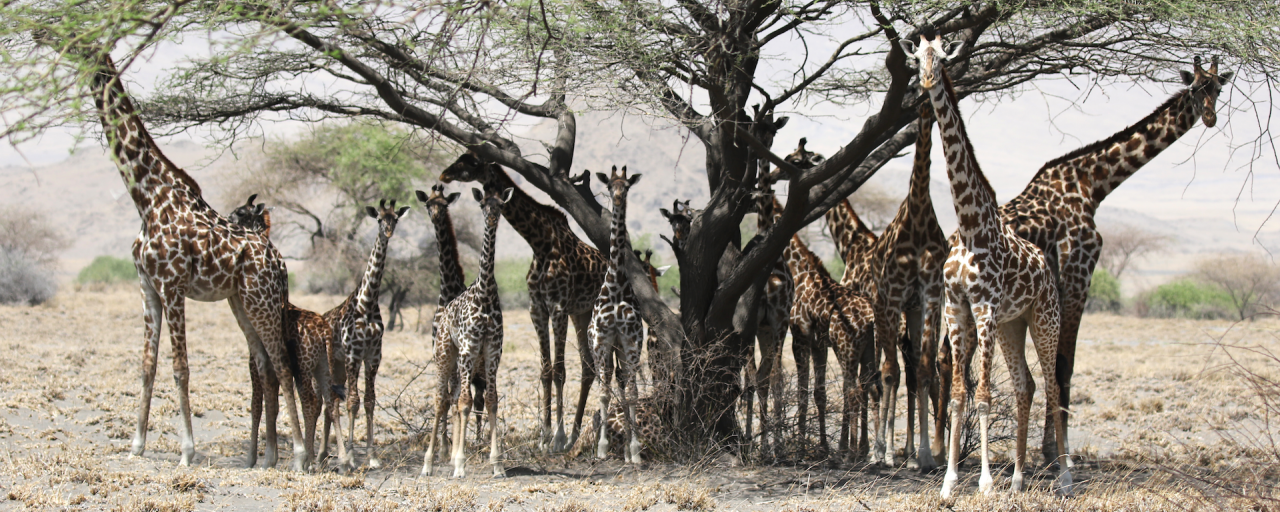 tanzania lake natron giraffe