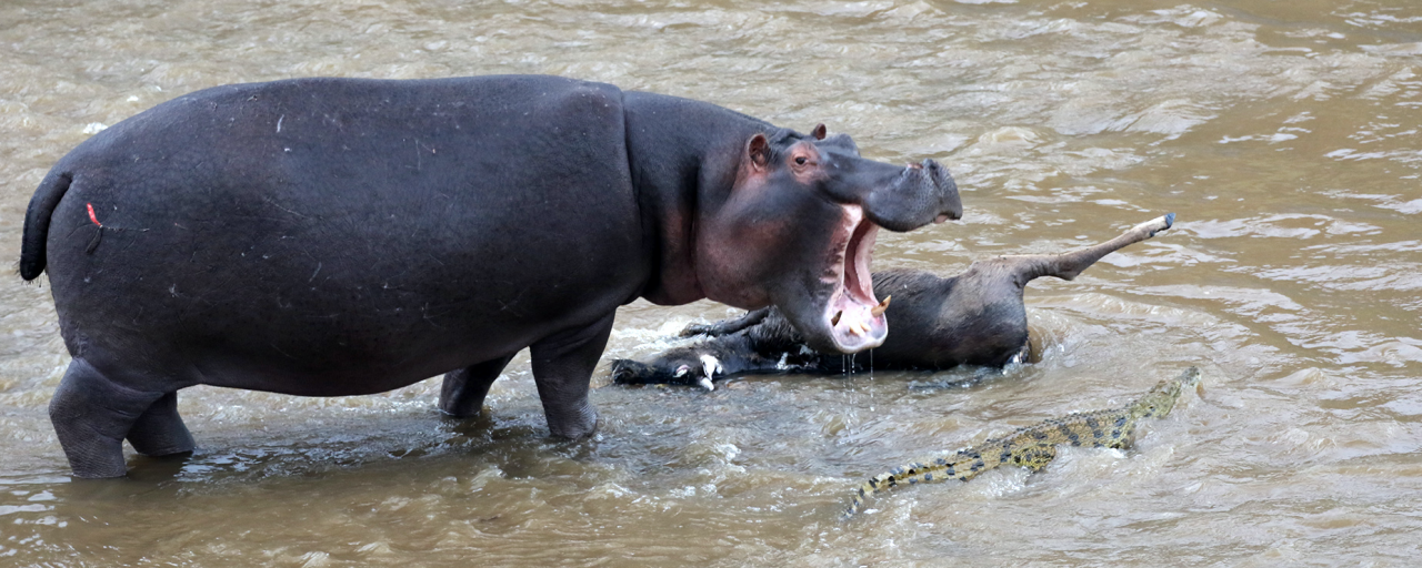 kenya hippo masai mara exploringafrica safariadv 