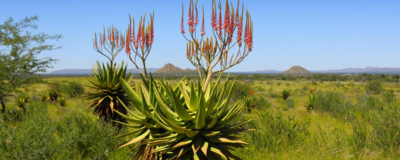 herero people namibia aloe littoralis