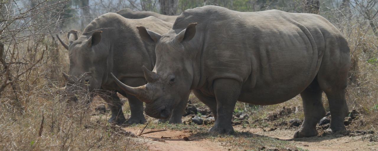 swaziland hlane rhino rinoceronte