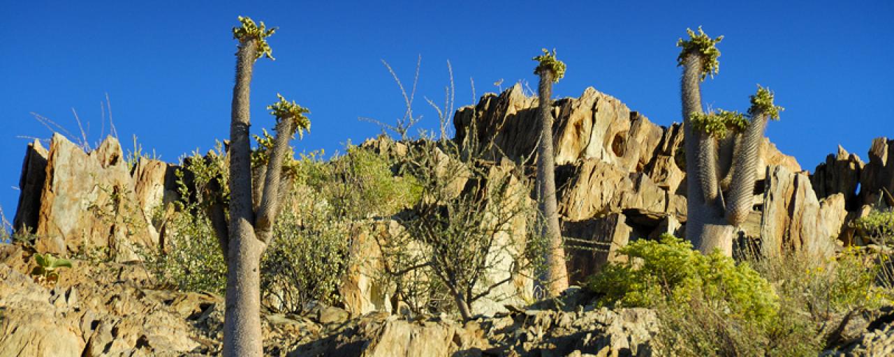 nama people namibia halfmens tree