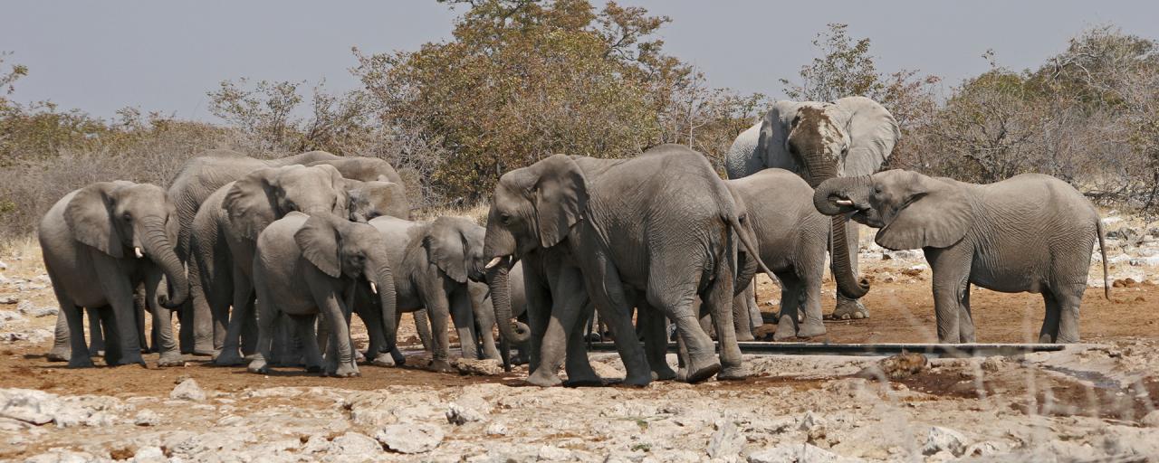  namibia africa elephant national parks etosha