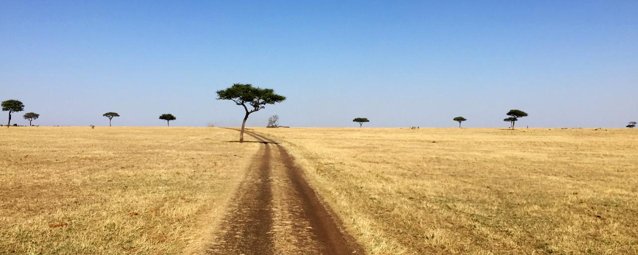 Serengeti National Park: wonderful no ending landscape, savannah and acacia