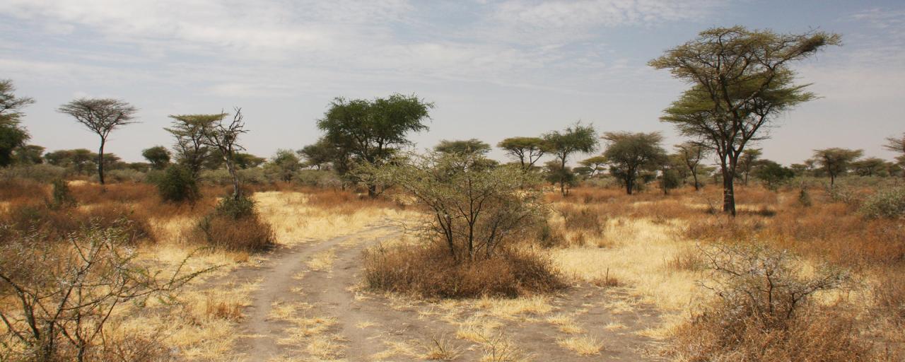 Serengeti National Park: Eastern sector