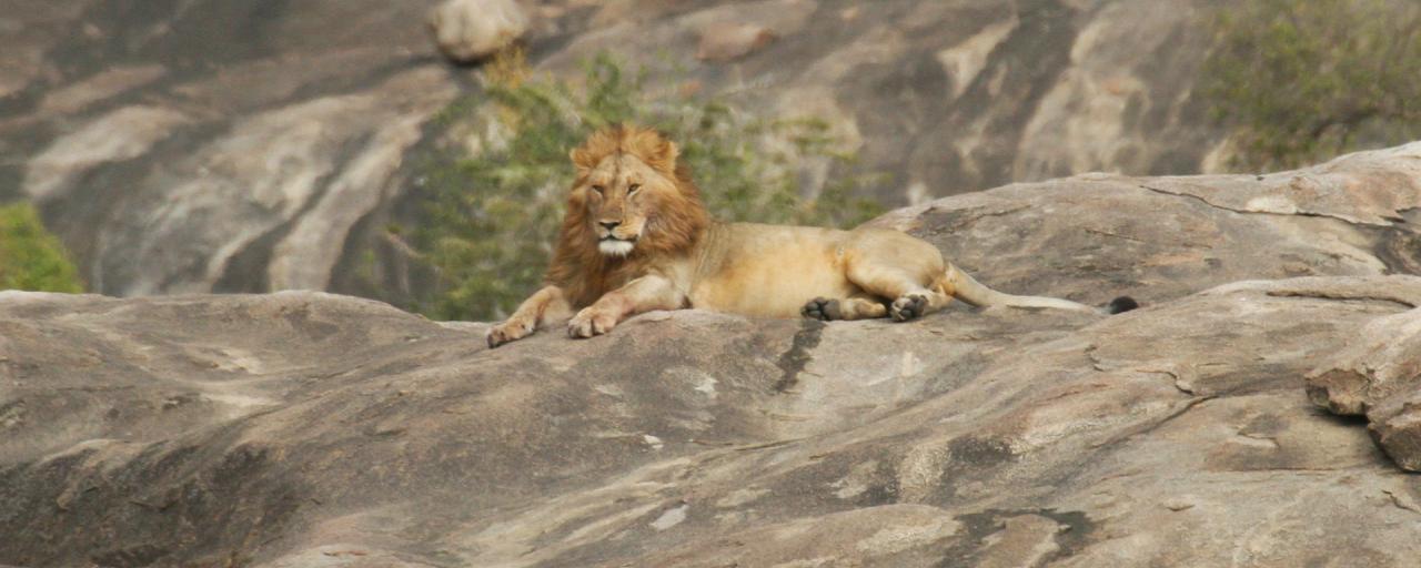 Serengeti National Park: male lion laying on a kopjes