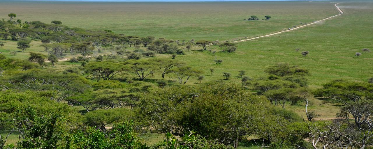 Naabi Hills in Serengeti National Park during the green season