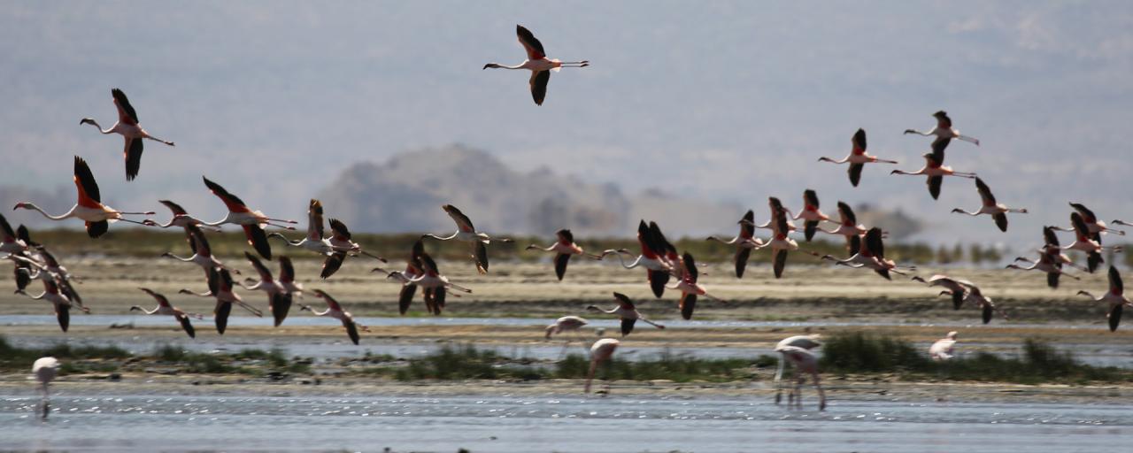 Natron Lake: one of the preferred place from flamingos for breeding