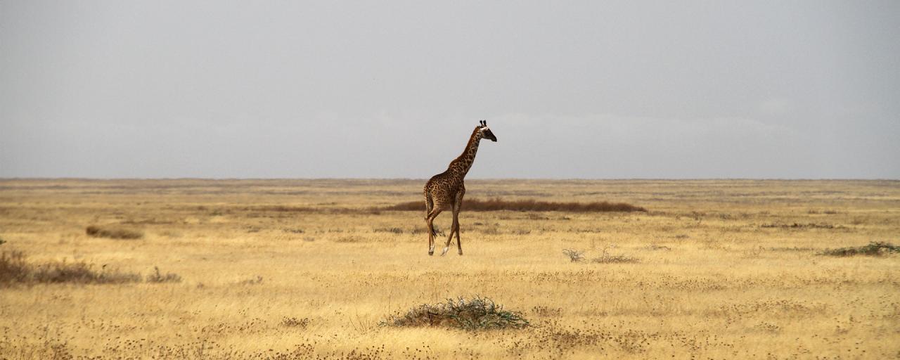 Serengeti National Park: lonely giraffe walking trough the endless plains of Kusini