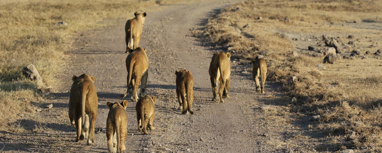 leoni ngorongoro tanzaia safari exploringafrica romina facchi lion