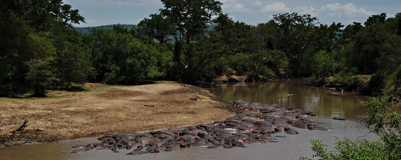 Serengeti National Park: Grumeti River with thousands of hippos