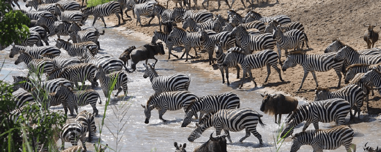 Serengeti National Park: Grumeti River with thousands of zebras