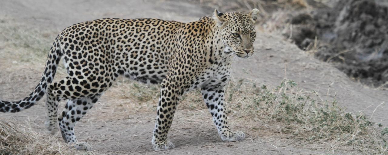 Serengeti National Park: Leopard in Seronera Valley