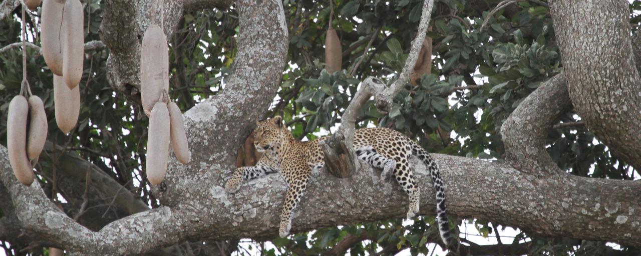 Serengeti National Park: Leopard in Seronera Valley