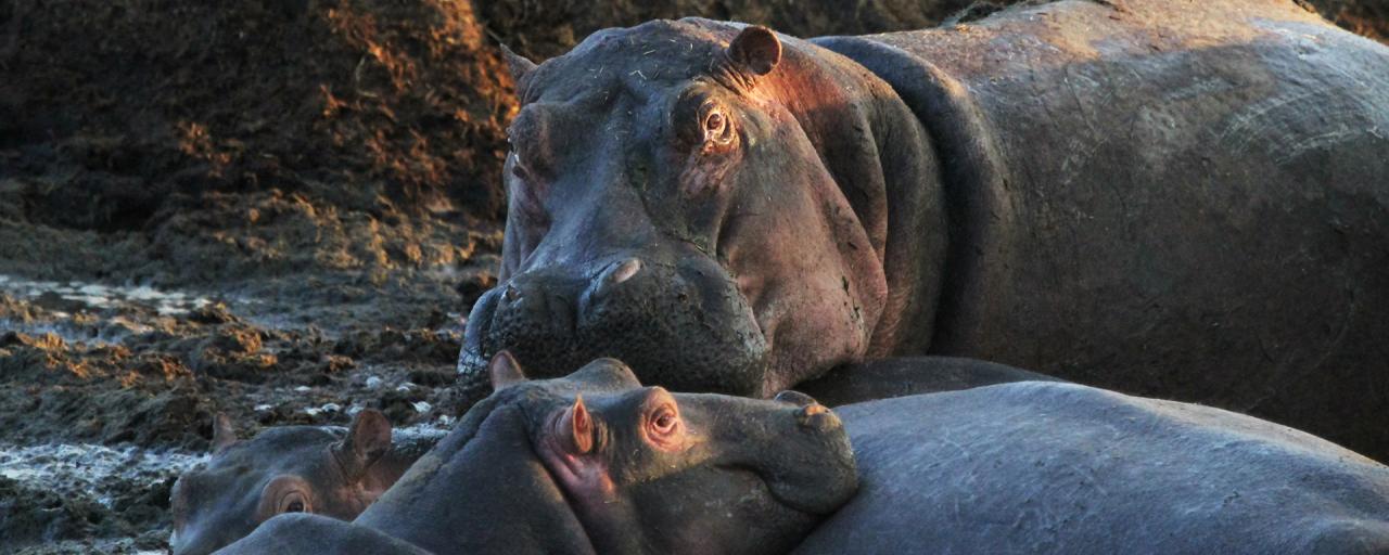 Serengeti National Park: Retina Hippo Pools at Seronera