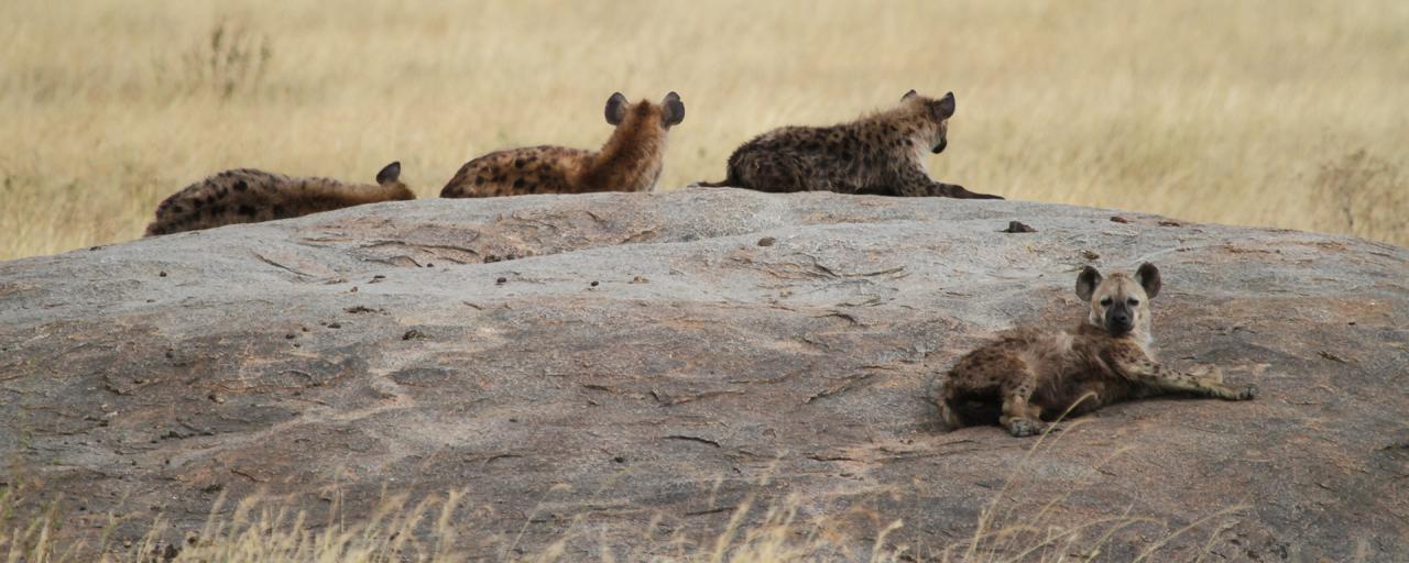 Serengeti National Park: Hyenas at Maasai Kopjes