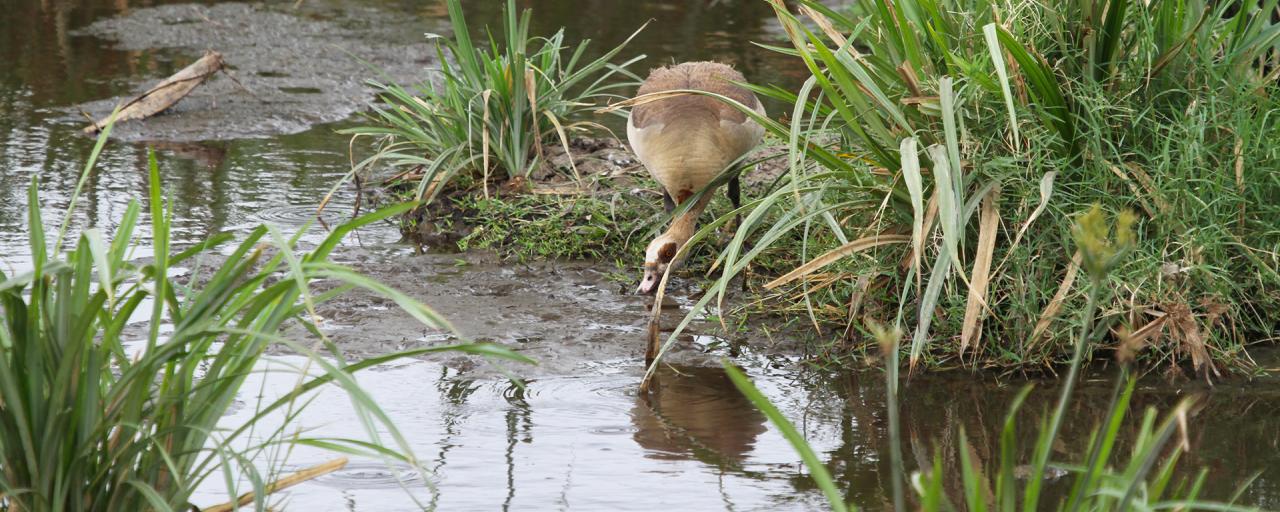 exploringafrica safariadv rominafacchi safari travel viaggi egyptian goose